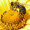 Фото пчел